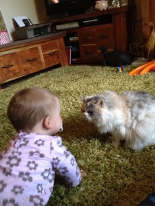 cat and baby have a staring competition